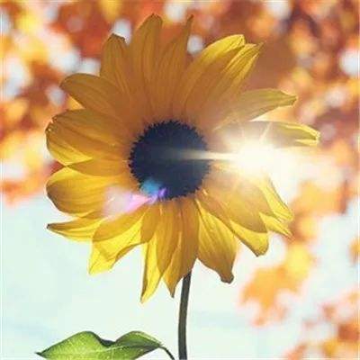 山海镜花公益服sf下载